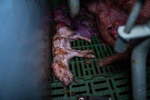 Finniss Park Piggery 2025 - Photos taken during an investigation into Finniss Park Piggery, the the flagship breeding unit for Andgar Proprietors. Anonymous investigators filmed mothers and their babies in farrowing crates as well as sows confined to sow stalls and housed in filthy group housing. - Captured at Finniss Park Piggery, Mannum SA Australia.