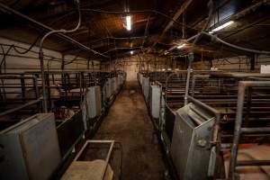 Finniss Park Piggery 2025 - Photos taken during an investigation into Finniss Park Piggery, the the flagship breeding unit for Andgar Proprietors. Anonymous investigators filmed mothers and their babies in farrowing crates as well as sows confined to sow stalls and housed in filthy group housing. - Captured at Finniss Park Piggery, Mannum SA Australia.