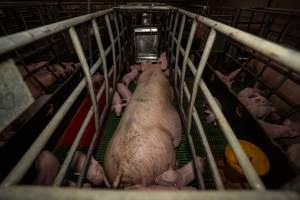 Finniss Park Piggery 2025 - Photos taken during an investigation into Finniss Park Piggery, the the flagship breeding unit for Andgar Proprietors. Anonymous investigators filmed mothers and their babies in farrowing crates as well as sows confined to sow stalls and housed in filthy group housing. - Captured at Finniss Park Piggery, Mannum SA Australia.