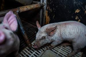 Finniss Park Piggery 2025 - Photos taken during an investigation into Finniss Park Piggery, the the flagship breeding unit for Andgar Proprietors. Anonymous investigators filmed mothers and their babies in farrowing crates as well as sows confined to sow stalls and housed in filthy group housing. - Captured at Finniss Park Piggery, Mannum SA Australia.