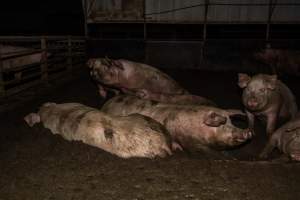 Finniss Park Piggery 2025 - Photos taken during an investigation into Finniss Park Piggery, the the flagship breeding unit for Andgar Proprietors. Anonymous investigators filmed mothers and their babies in farrowing crates as well as sows confined to sow stalls and housed in filthy group housing. - Captured at Finniss Park Piggery, Mannum SA Australia.