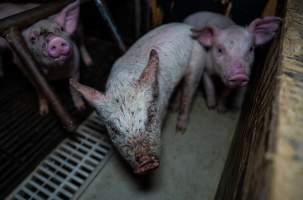 Finniss Park Piggery 2025 - Photos taken during an investigation into Finniss Park Piggery, the the flagship breeding unit for Andgar Proprietors. Anonymous investigators filmed mothers and their babies in farrowing crates as well as sows confined to sow stalls and housed in filthy group housing. - Captured at Finniss Park Piggery, Mannum SA Australia.