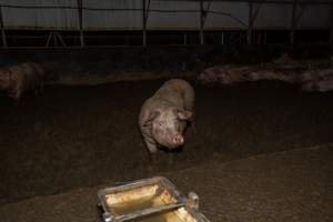 Finniss Park Piggery 2025 - Photos taken during an investigation into Finniss Park Piggery, the the flagship breeding unit for Andgar Proprietors. Anonymous investigators filmed mothers and their babies in farrowing crates as well as sows confined to sow stalls and housed in filthy group housing. - Captured at Finniss Park Piggery, Mannum SA Australia.