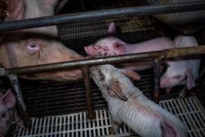 Finniss Park Piggery 2025 - Photos taken during an investigation into Finniss Park Piggery, the the flagship breeding unit for Andgar Proprietors. Anonymous investigators filmed mothers and their babies in farrowing crates as well as sows confined to sow stalls and housed in filthy group housing. - Captured at Finniss Park Piggery, Mannum SA Australia.