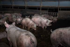 Finniss Park Piggery 2025 - Photos taken during an investigation into Finniss Park Piggery, the the flagship breeding unit for Andgar Proprietors. Anonymous investigators filmed mothers and their babies in farrowing crates as well as sows confined to sow stalls and housed in filthy group housing. - Captured at Finniss Park Piggery, Mannum SA Australia.
