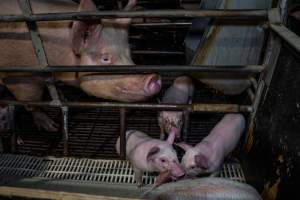 Finniss Park Piggery 2025 - Photos taken during an investigation into Finniss Park Piggery, the the flagship breeding unit for Andgar Proprietors. Anonymous investigators filmed mothers and their babies in farrowing crates as well as sows confined to sow stalls and housed in filthy group housing. - Captured at Finniss Park Piggery, Mannum SA Australia.