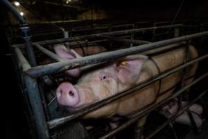 Finniss Park Piggery 2025 - Photos taken during an investigation into Finniss Park Piggery, the the flagship breeding unit for Andgar Proprietors. Anonymous investigators filmed mothers and their babies in farrowing crates as well as sows confined to sow stalls and housed in filthy group housing. - Captured at Finniss Park Piggery, Mannum SA Australia.