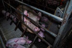 Finniss Park Piggery 2025 - Photos taken during an investigation into Finniss Park Piggery, the the flagship breeding unit for Andgar Proprietors. Anonymous investigators filmed mothers and their babies in farrowing crates as well as sows confined to sow stalls and housed in filthy group housing. - Captured at Finniss Park Piggery, Mannum SA Australia.