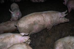 Finniss Park Piggery 2025 - Photos taken during an investigation into Finniss Park Piggery, the the flagship breeding unit for Andgar Proprietors. Anonymous investigators filmed mothers and their babies in farrowing crates as well as sows confined to sow stalls and housed in filthy group housing. - Captured at Finniss Park Piggery, Mannum SA Australia.