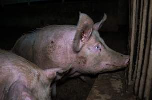 Finniss Park Piggery 2025 - Photos taken during an investigation into Finniss Park Piggery, the the flagship breeding unit for Andgar Proprietors. Anonymous investigators filmed mothers and their babies in farrowing crates as well as sows confined to sow stalls and housed in filthy group housing. - Captured at Finniss Park Piggery, Mannum SA Australia.