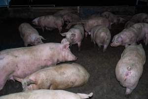 Finniss Park Piggery 2025 - Photos taken during an investigation into Finniss Park Piggery, the the flagship breeding unit for Andgar Proprietors. Anonymous investigators filmed mothers and their babies in farrowing crates as well as sows confined to sow stalls and housed in filthy group housing. - Captured at Finniss Park Piggery, Mannum SA Australia.
