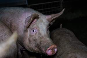 Finniss Park Piggery 2025 - Photos taken during an investigation into Finniss Park Piggery, the the flagship breeding unit for Andgar Proprietors. Anonymous investigators filmed mothers and their babies in farrowing crates as well as sows confined to sow stalls and housed in filthy group housing. - Captured at Finniss Park Piggery, Mannum SA Australia.