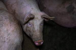 Finniss Park Piggery 2025 - Photos taken during an investigation into Finniss Park Piggery, the the flagship breeding unit for Andgar Proprietors. Anonymous investigators filmed mothers and their babies in farrowing crates as well as sows confined to sow stalls and housed in filthy group housing. - Captured at Finniss Park Piggery, Mannum SA Australia.
