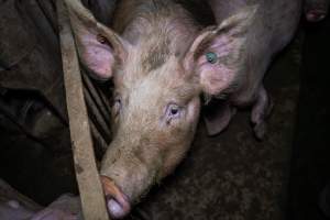 Finniss Park Piggery 2025 - Photos taken during an investigation into Finniss Park Piggery, the the flagship breeding unit for Andgar Proprietors. Anonymous investigators filmed mothers and their babies in farrowing crates as well as sows confined to sow stalls and housed in filthy group housing. - Captured at Finniss Park Piggery, Mannum SA Australia.
