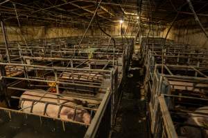 Finniss Park Piggery 2025 - Photos taken during an investigation into Finniss Park Piggery, the the flagship breeding unit for Andgar Proprietors. Anonymous investigators filmed mothers and their babies in farrowing crates as well as sows confined to sow stalls and housed in filthy group housing. - Captured at Finniss Park Piggery, Mannum SA Australia.
