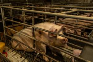 Finniss Park Piggery 2025 - Photos taken during an investigation into Finniss Park Piggery, the the flagship breeding unit for Andgar Proprietors. Anonymous investigators filmed mothers and their babies in farrowing crates as well as sows confined to sow stalls and housed in filthy group housing. - Captured at Finniss Park Piggery, Mannum SA Australia.