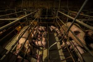 Finniss Park Piggery 2025 - Photos taken during an investigation into Finniss Park Piggery, the the flagship breeding unit for Andgar Proprietors. Anonymous investigators filmed mothers and their babies in farrowing crates as well as sows confined to sow stalls and housed in filthy group housing. - Captured at Finniss Park Piggery, Mannum SA Australia.