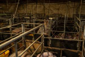 Finniss Park Piggery 2025 - Photos taken during an investigation into Finniss Park Piggery, the the flagship breeding unit for Andgar Proprietors. Anonymous investigators filmed mothers and their babies in farrowing crates as well as sows confined to sow stalls and housed in filthy group housing. - Captured at Finniss Park Piggery, Mannum SA Australia.