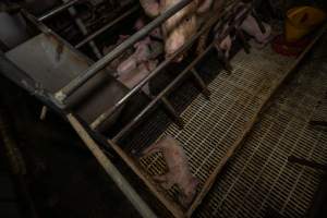 Finniss Park Piggery 2025 - Photos taken during an investigation into Finniss Park Piggery, the the flagship breeding unit for Andgar Proprietors. Anonymous investigators filmed mothers and their babies in farrowing crates as well as sows confined to sow stalls and housed in filthy group housing. - Captured at Finniss Park Piggery, Mannum SA Australia.