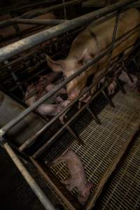 Finniss Park Piggery 2025 - Photos taken during an investigation into Finniss Park Piggery, the the flagship breeding unit for Andgar Proprietors. Anonymous investigators filmed mothers and their babies in farrowing crates as well as sows confined to sow stalls and housed in filthy group housing. - Captured at Finniss Park Piggery, Mannum SA Australia.