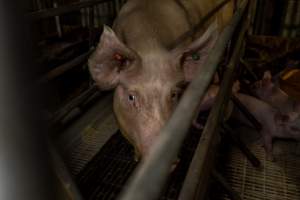 Finniss Park Piggery 2025 - Photos taken during an investigation into Finniss Park Piggery, the the flagship breeding unit for Andgar Proprietors. Anonymous investigators filmed mothers and their babies in farrowing crates as well as sows confined to sow stalls and housed in filthy group housing. - Captured at Finniss Park Piggery, Mannum SA Australia.