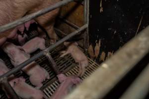 Finniss Park Piggery 2025 - Photos taken during an investigation into Finniss Park Piggery, the the flagship breeding unit for Andgar Proprietors. Anonymous investigators filmed mothers and their babies in farrowing crates as well as sows confined to sow stalls and housed in filthy group housing. - Captured at Finniss Park Piggery, Mannum SA Australia.