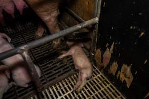 Finniss Park Piggery 2025 - Photos taken during an investigation into Finniss Park Piggery, the the flagship breeding unit for Andgar Proprietors. Anonymous investigators filmed mothers and their babies in farrowing crates as well as sows confined to sow stalls and housed in filthy group housing. - Captured at Finniss Park Piggery, Mannum SA Australia.