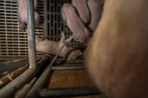 Finniss Park Piggery 2025 - Photos taken during an investigation into Finniss Park Piggery, the the flagship breeding unit for Andgar Proprietors. Anonymous investigators filmed mothers and their babies in farrowing crates as well as sows confined to sow stalls and housed in filthy group housing. - Captured at Finniss Park Piggery, Mannum SA Australia.