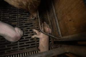 Finniss Park Piggery 2025 - Photos taken during an investigation into Finniss Park Piggery, the the flagship breeding unit for Andgar Proprietors. Anonymous investigators filmed mothers and their babies in farrowing crates as well as sows confined to sow stalls and housed in filthy group housing. - Captured at Finniss Park Piggery, Mannum SA Australia.