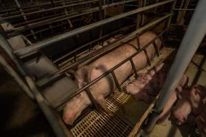 Finniss Park Piggery 2025 - Photos taken during an investigation into Finniss Park Piggery, the the flagship breeding unit for Andgar Proprietors. Anonymous investigators filmed mothers and their babies in farrowing crates as well as sows confined to sow stalls and housed in filthy group housing. - Captured at Finniss Park Piggery, Mannum SA Australia.