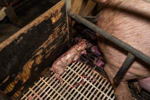 Finniss Park Piggery 2025 - Photos taken during an investigation into Finniss Park Piggery, the the flagship breeding unit for Andgar Proprietors. Anonymous investigators filmed mothers and their babies in farrowing crates as well as sows confined to sow stalls and housed in filthy group housing. - Captured at Finniss Park Piggery, Mannum SA Australia.