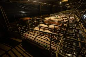 Finniss Park Piggery 2025 - Photos taken during an investigation into Finniss Park Piggery, the the flagship breeding unit for Andgar Proprietors. Anonymous investigators filmed mothers and their babies in farrowing crates as well as sows confined to sow stalls and housed in filthy group housing. - Captured at Finniss Park Piggery, Mannum SA Australia.