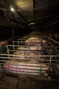 Finniss Park Piggery 2025 - Photos taken during an investigation into Finniss Park Piggery, the the flagship breeding unit for Andgar Proprietors. Anonymous investigators filmed mothers and their babies in farrowing crates as well as sows confined to sow stalls and housed in filthy group housing. - Captured at Finniss Park Piggery, Mannum SA Australia.