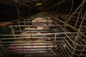 Finniss Park Piggery 2025 - Photos taken during an investigation into Finniss Park Piggery, the the flagship breeding unit for Andgar Proprietors. Anonymous investigators filmed mothers and their babies in farrowing crates as well as sows confined to sow stalls and housed in filthy group housing. - Captured at Finniss Park Piggery, Mannum SA Australia.
