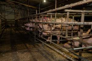 Finniss Park Piggery 2025 - Photos taken during an investigation into Finniss Park Piggery, the the flagship breeding unit for Andgar Proprietors. Anonymous investigators filmed mothers and their babies in farrowing crates as well as sows confined to sow stalls and housed in filthy group housing. - Captured at Finniss Park Piggery, Mannum SA Australia.