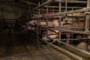 Finniss Park Piggery 2025 - Photos taken during an investigation into Finniss Park Piggery, the the flagship breeding unit for Andgar Proprietors. Anonymous investigators filmed mothers and their babies in farrowing crates as well as sows confined to sow stalls and housed in filthy group housing. - Captured at Finniss Park Piggery, Mannum SA Australia.