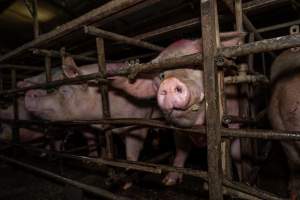Finniss Park Piggery 2025 - Photos taken during an investigation into Finniss Park Piggery, the the flagship breeding unit for Andgar Proprietors. Anonymous investigators filmed mothers and their babies in farrowing crates as well as sows confined to sow stalls and housed in filthy group housing. - Captured at Finniss Park Piggery, Mannum SA Australia.