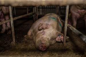 Finniss Park Piggery 2025 - Photos taken during an investigation into Finniss Park Piggery, the the flagship breeding unit for Andgar Proprietors. Anonymous investigators filmed mothers and their babies in farrowing crates as well as sows confined to sow stalls and housed in filthy group housing. - Captured at Finniss Park Piggery, Mannum SA Australia.