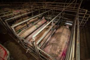 Finniss Park Piggery 2025 - Photos taken during an investigation into Finniss Park Piggery, the the flagship breeding unit for Andgar Proprietors. Anonymous investigators filmed mothers and their babies in farrowing crates as well as sows confined to sow stalls and housed in filthy group housing. - Captured at Finniss Park Piggery, Mannum SA Australia.