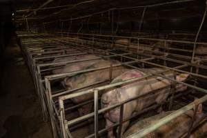 Finniss Park Piggery 2025 - Photos taken during an investigation into Finniss Park Piggery, the the flagship breeding unit for Andgar Proprietors. Anonymous investigators filmed mothers and their babies in farrowing crates as well as sows confined to sow stalls and housed in filthy group housing. - Captured at Finniss Park Piggery, Mannum SA Australia.