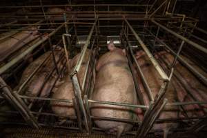 Finniss Park Piggery 2025 - Photos taken during an investigation into Finniss Park Piggery, the the flagship breeding unit for Andgar Proprietors. Anonymous investigators filmed mothers and their babies in farrowing crates as well as sows confined to sow stalls and housed in filthy group housing. - Captured at Finniss Park Piggery, Mannum SA Australia.