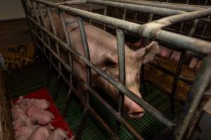 Finniss Park Piggery 2025 - Photos taken during an investigation into Finniss Park Piggery, the the flagship breeding unit for Andgar Proprietors. Anonymous investigators filmed mothers and their babies in farrowing crates as well as sows confined to sow stalls and housed in filthy group housing. - Captured at Finniss Park Piggery, Mannum SA Australia.