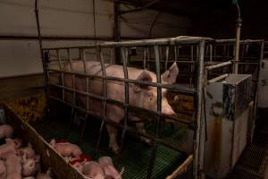 Finniss Park Piggery 2025 - Photos taken during an investigation into Finniss Park Piggery, the the flagship breeding unit for Andgar Proprietors. Anonymous investigators filmed mothers and their babies in farrowing crates as well as sows confined to sow stalls and housed in filthy group housing. - Captured at Finniss Park Piggery, Mannum SA Australia.