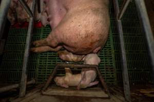 Finniss Park Piggery 2025 - Photos taken during an investigation into Finniss Park Piggery, the the flagship breeding unit for Andgar Proprietors. Anonymous investigators filmed mothers and their babies in farrowing crates as well as sows confined to sow stalls and housed in filthy group housing. - Captured at Finniss Park Piggery, Mannum SA Australia.