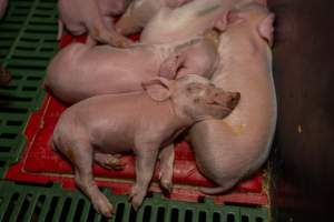 Finniss Park Piggery 2025 - Photos taken during an investigation into Finniss Park Piggery, the the flagship breeding unit for Andgar Proprietors. Anonymous investigators filmed mothers and their babies in farrowing crates as well as sows confined to sow stalls and housed in filthy group housing. - Captured at Finniss Park Piggery, Mannum SA Australia.