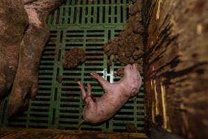 Finniss Park Piggery 2025 - Photos taken during an investigation into Finniss Park Piggery, the the flagship breeding unit for Andgar Proprietors. Anonymous investigators filmed mothers and their babies in farrowing crates as well as sows confined to sow stalls and housed in filthy group housing. - Captured at Finniss Park Piggery, Mannum SA Australia.