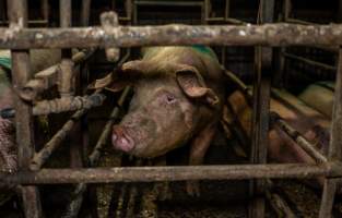 Finniss Park Piggery 2025 - Photos taken during an investigation into Finniss Park Piggery, the the flagship breeding unit for Andgar Proprietors. Anonymous investigators filmed mothers and their babies in farrowing crates as well as sows confined to sow stalls and housed in filthy group housing. - Captured at Finniss Park Piggery, Mannum SA Australia.