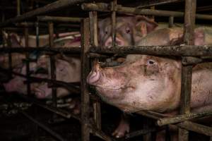 Finniss Park Piggery 2025 - Photos taken during an investigation into Finniss Park Piggery, the the flagship breeding unit for Andgar Proprietors. Anonymous investigators filmed mothers and their babies in farrowing crates as well as sows confined to sow stalls and housed in filthy group housing. - Captured at Finniss Park Piggery, Mannum SA Australia.