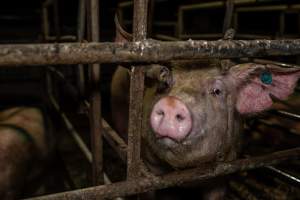 Finniss Park Piggery 2025 - Photos taken during an investigation into Finniss Park Piggery, the the flagship breeding unit for Andgar Proprietors. Anonymous investigators filmed mothers and their babies in farrowing crates as well as sows confined to sow stalls and housed in filthy group housing. - Captured at Finniss Park Piggery, Mannum SA Australia.