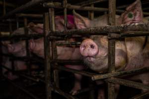 Finniss Park Piggery 2025 - Photos taken during an investigation into Finniss Park Piggery, the the flagship breeding unit for Andgar Proprietors. Anonymous investigators filmed mothers and their babies in farrowing crates as well as sows confined to sow stalls and housed in filthy group housing. - Captured at Finniss Park Piggery, Mannum SA Australia.